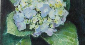 紫陽花